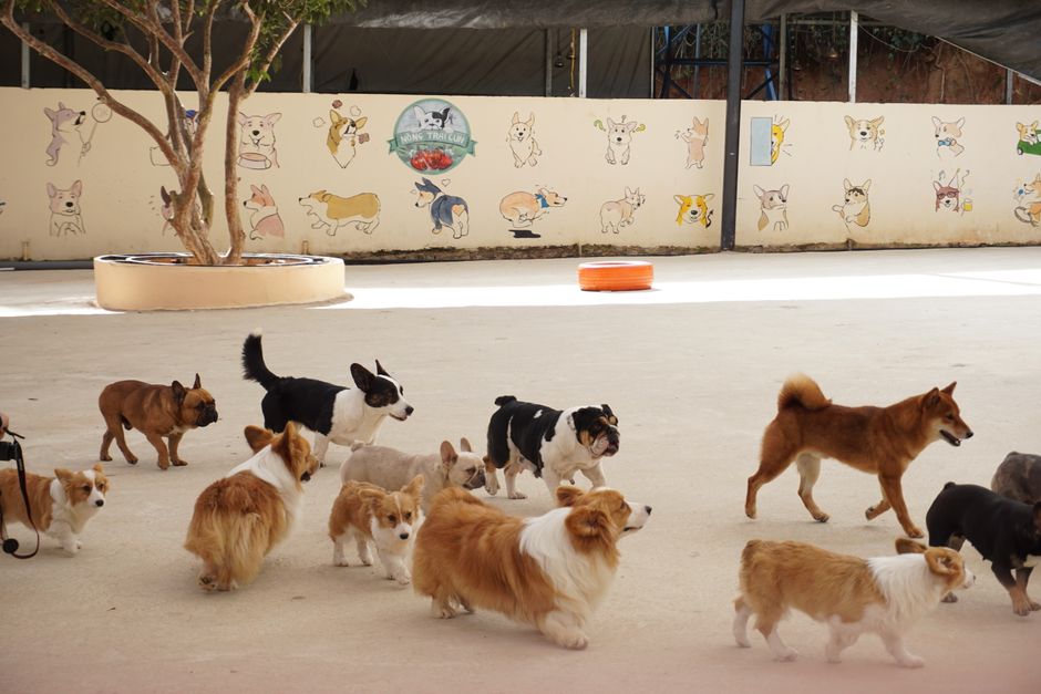 pet boarding facility