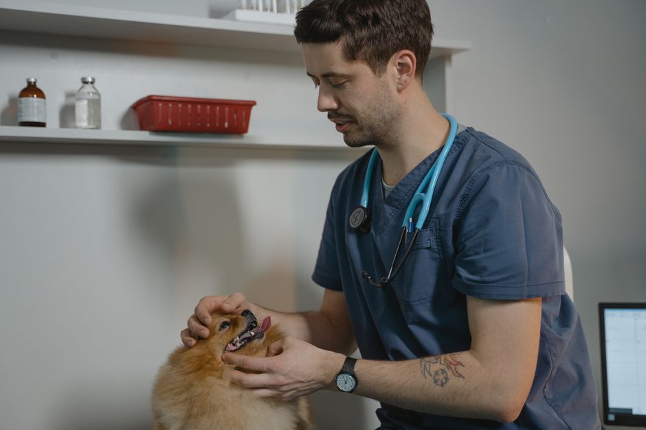 La importancia de elegir la clínica veterinaria adecuada